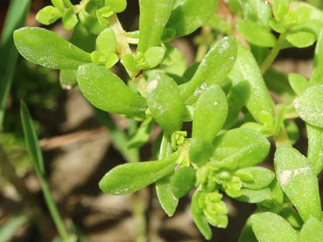 コモチマンネングサ