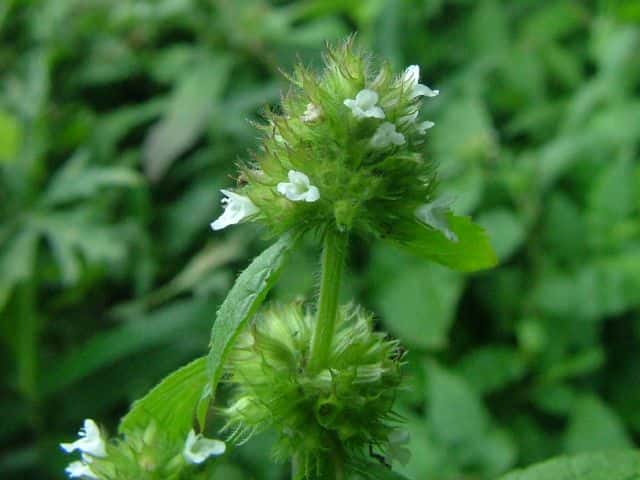 ヤマクルマバナ