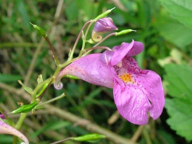 ナメラツリフネソウ