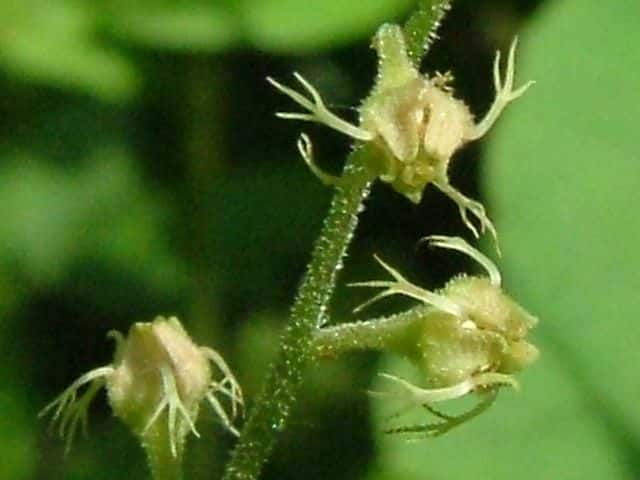 チャルメルソウ