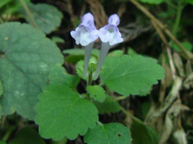 ホクリクタツナミソウ