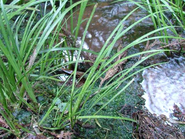 �Z�L�V���E