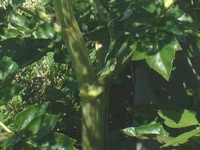 ハマウド茎