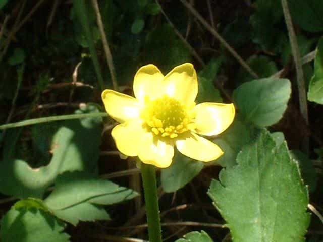 ケキツネノボタン