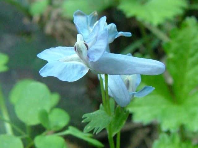 ヤマエンゴサク