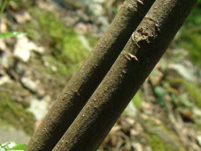 ツリバナ樹皮