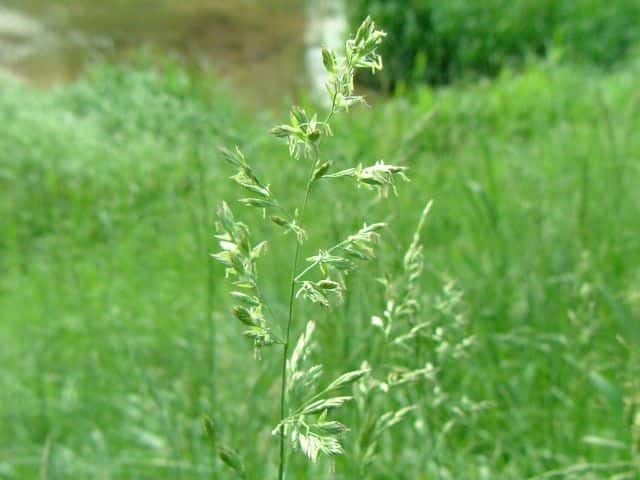 オニウシノケグサ