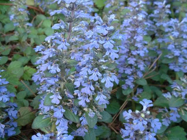 セイヨウジュウニヒトエ