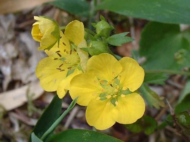 ミツバツチグリ