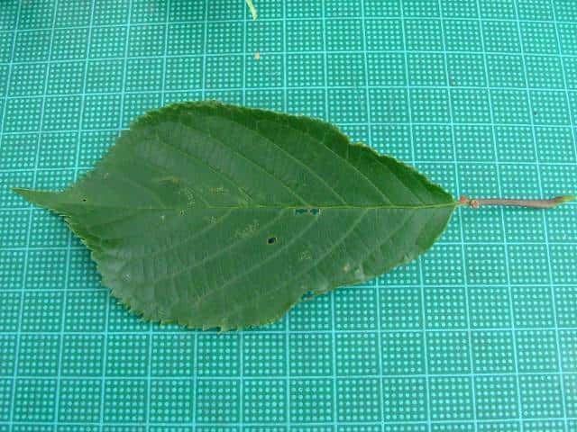 �J�X�~�U�N��