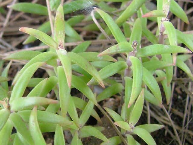 �I�m�}���l���O�T