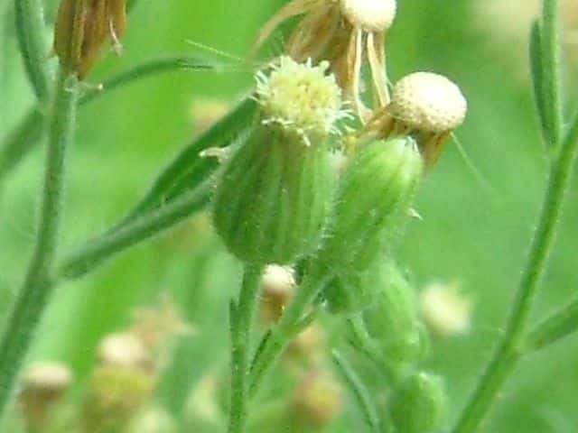 オオアレチノギク