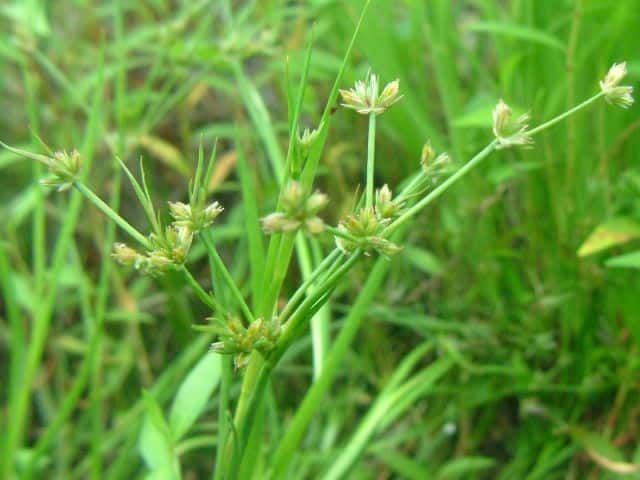 コウガイゼキショウ