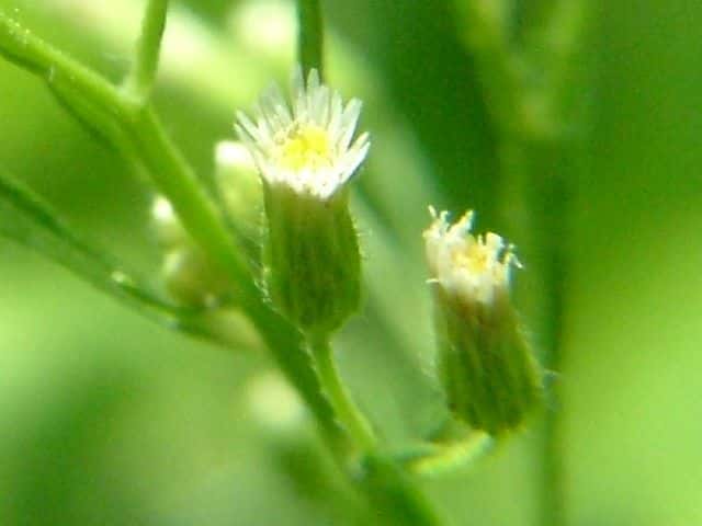 ヒメムカシヨモギ