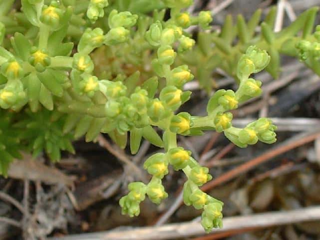 メキシコマンネングサ