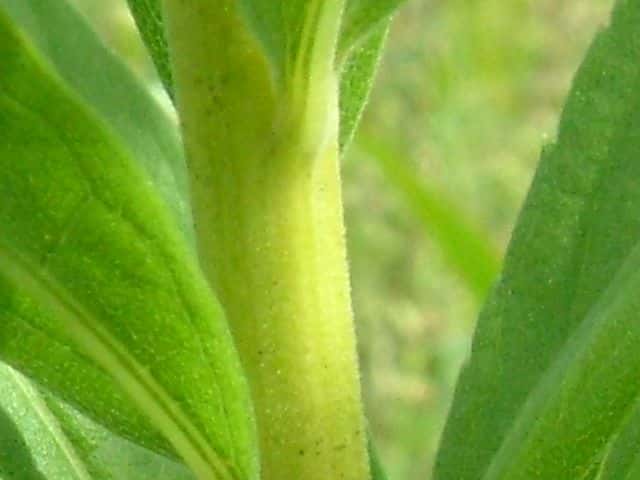 セイタカアワダチソウ茎