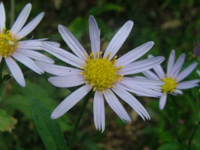 �I�I���E�K�M�N