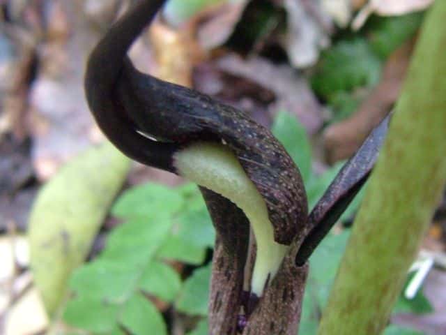 ナンゴクウラシマソウ