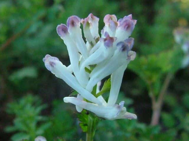 �V�����u�P�}��