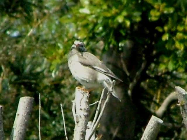 ���N�h��