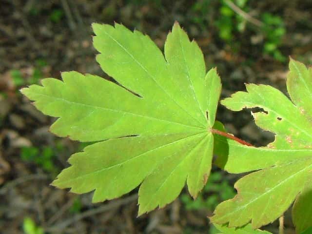 �R�n�E�`���J�G�f