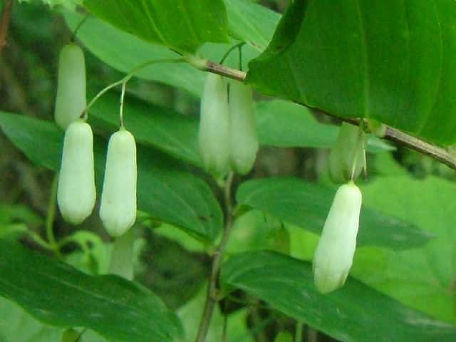 ミヤマナルコユリ