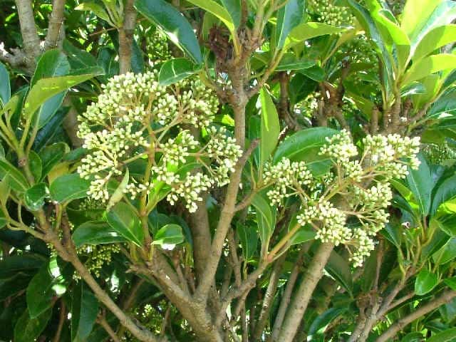 �T���S�W��