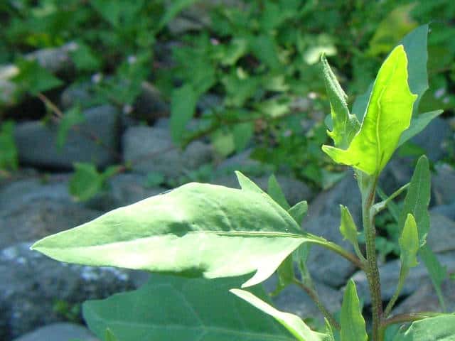 �n�}�A�J�U