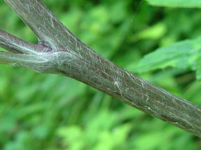 キクバヤマボクチ茎