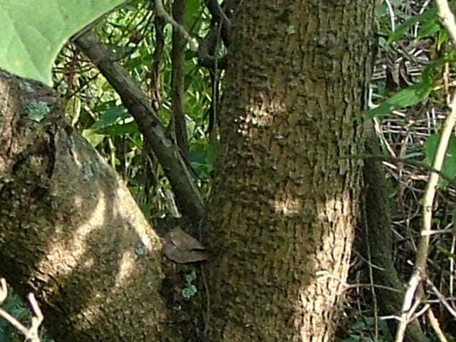キササゲ樹皮