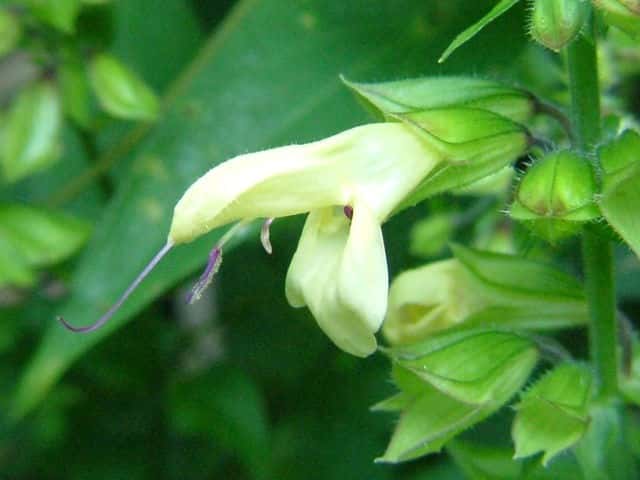 キバナアキギリ花