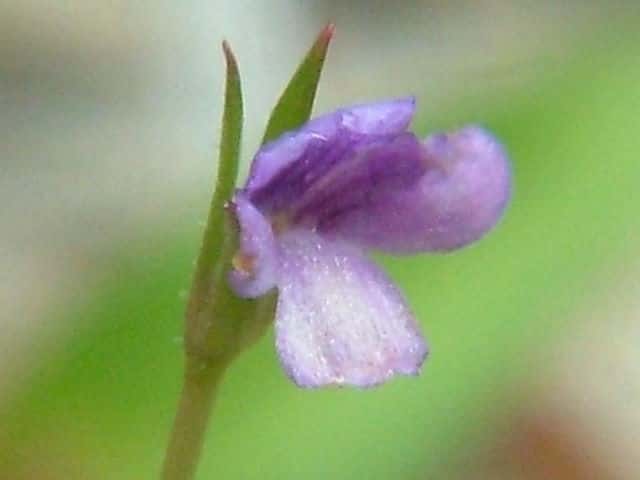 サワトウガラシ