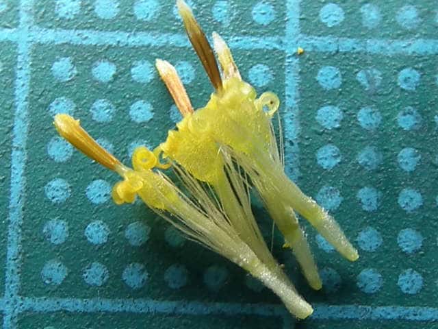 タマバシロヨメナ筒状花