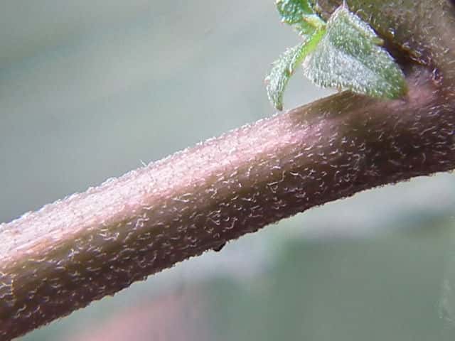 タマバシロヨメナ茎
