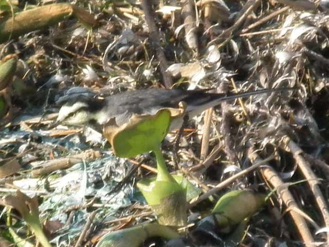 �n�N�Z�L���C