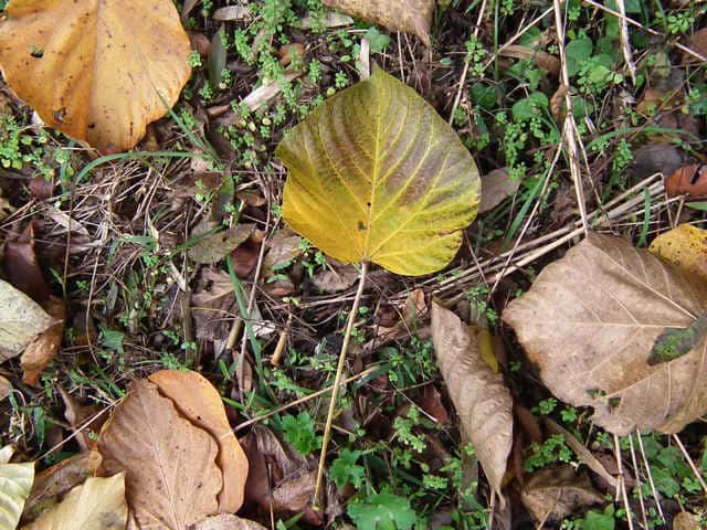 オオアブラギリ黄葉
