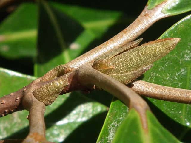 �T���S�W��