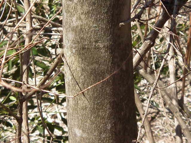 アブラギリ樹皮