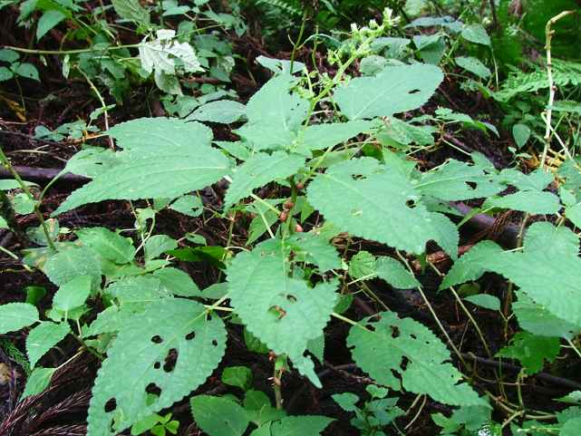 ムカゴイラクサ