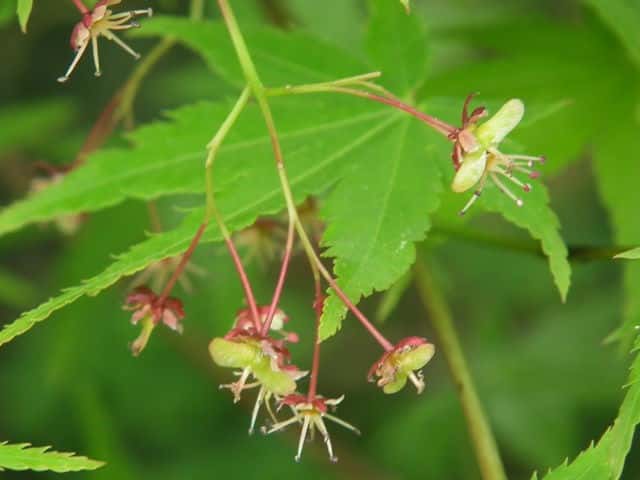 �C���n���~�W