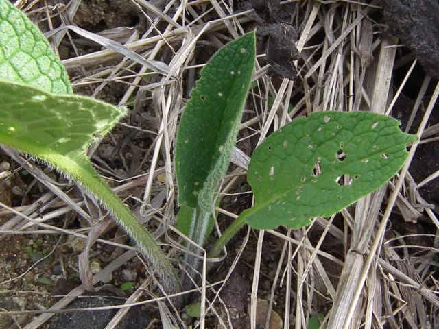 �R���t���[