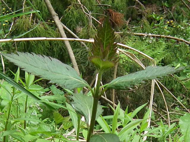 �q���h���o�i