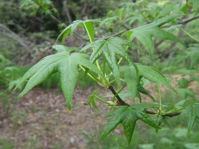 ���~�W�o�t�E