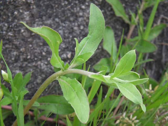 �R�}�c���C�O�T