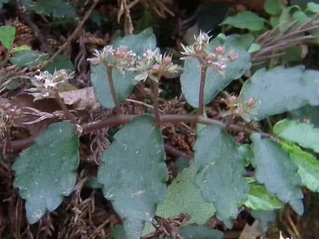 オオサンショウソウ