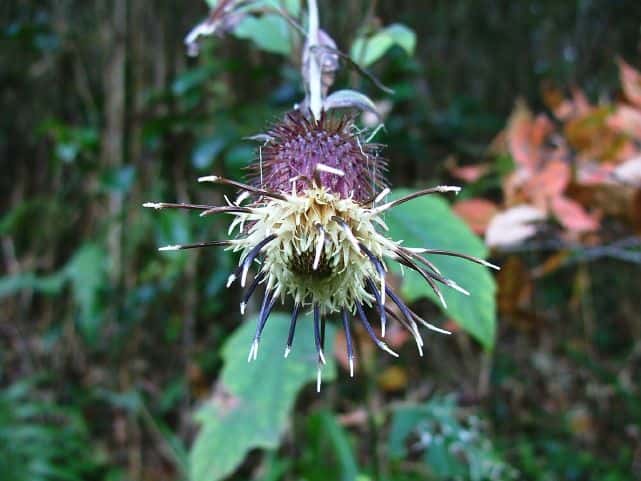 キクバヤマボクチ