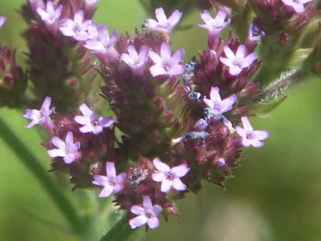 ダキバアレチハナガサ