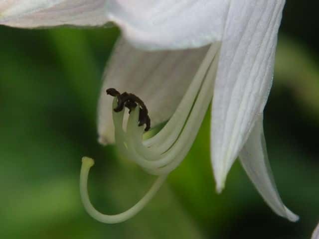 オオバギボウシ花