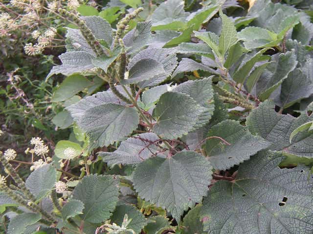 ニオウヤブマオ