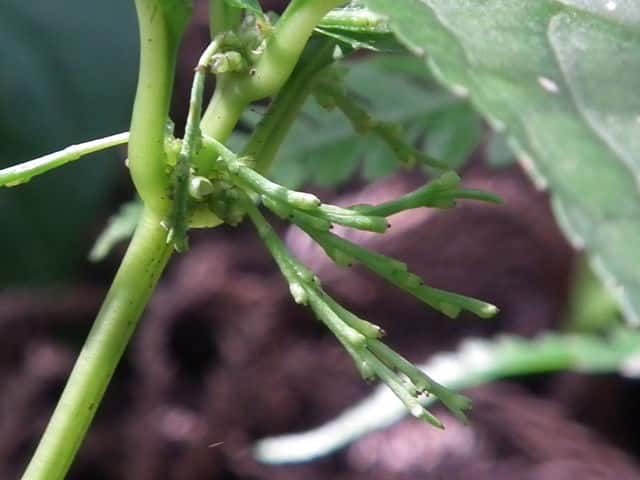 �t�^���V�Y�J